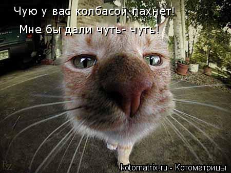 Чую у вас колбасой пахнет! Мне бы дали чуть- чуть!... Котоматрица: Чую у вас колбасой пахнет! Мне бы дали чуть- чуть!