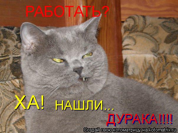 РАБОТАТЬ? ХА! НАШЛИ... ДУРАКА!!!! ДУРАКА!!!!... Котоматрица: РАБОТАТЬ? ХА! НАШЛИ... ДУРАКА!!!! ДУРАКА!!!!
