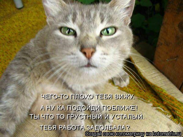 ЧЕГО-ТО ПЛОХО ТЕБЯ ВИЖУ. А НУ КА ПОДОЙДИ ПОБЛИЖЕ! ТЫ ЧТО ТО ГРУСТНЫЙ И УСТАЛЫЙ. ТЕБЯ РАБОТА ЗАДОЛБАЛА... Котоматрица: ЧЕГО-ТО ПЛОХО ТЕБЯ ВИЖУ. А НУ КА ПОДОЙДИ ПОБЛИЖЕ! ТЫ ЧТО ТО ГРУСТНЫЙ И УСТАЛЫЙ. ТЕБЯ РАБОТА ЗАДОЛБАЛА?