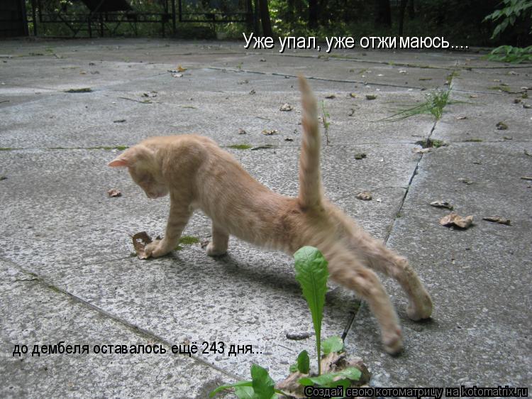 Уже упал, уже отжимаюсь.... до дембеля оставалось ещё 243 дня...... Котоматрица: Уже упал, уже отжимаюсь.... до дембеля оставалось ещё 243 дня...