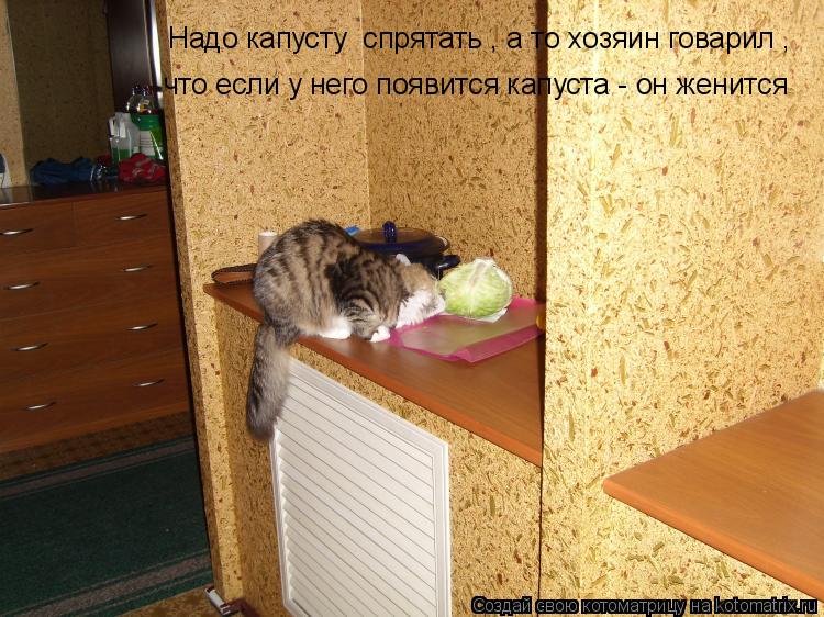 Надо капусту спрятать , а то хозяин говарил , что если у него появится капуста - он женится... Котоматрица: Надо капусту спрятать , а то хозяин говарил , что если у него появится капуста - он женится