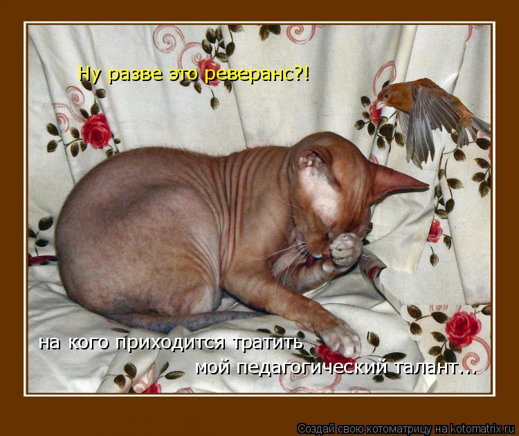 Ну разве это реверанс?! на кого приходится тратить мой педагогический талант...... Котоматрица: Ну разве это реверанс?! на кого приходится тратить мой педагогический талант...