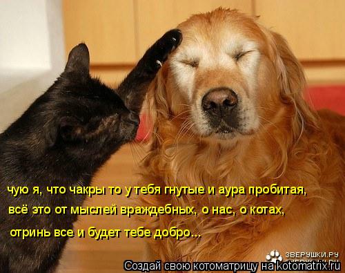 чую я, что чакры то у тебя гнутые и аура пробитая, всё это от мыслей враждебных, о нас, о котах, отри... Котоматрица: чую я, что чакры то у тебя гнутые и аура пробитая, всё это от мыслей враждебных, о нас, о котах, отринь все и будет тебе добро...
