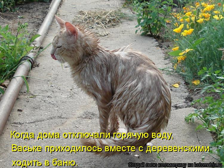 Когда дома отключали горячую воду, Ваське приходилось вместе с деревенскими ходить в баню.... Котоматрица: Когда дома отключали горячую воду, Ваське приходилось вместе с деревенскими ходить в баню.