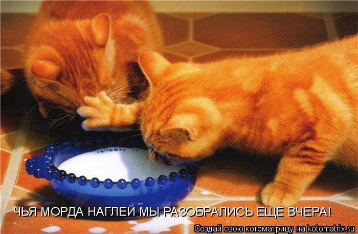 ЧЬЯ МОРДА НАГЛЕЙ МЫ РАЗОБРАЛИСЬ ЕЩЕ ВЧЕРА!... Котоматрица: ЧЬЯ МОРДА НАГЛЕЙ МЫ РАЗОБРАЛИСЬ ЕЩЕ ВЧЕРА!