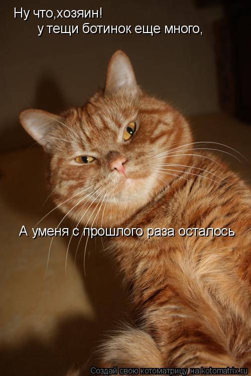Ну что,хозяин! у тещи ботинок еще много, А уменя с прошлого раза осталось... Котоматрица: Ну что,хозяин! у тещи ботинок еще много, А уменя с прошлого раза осталось