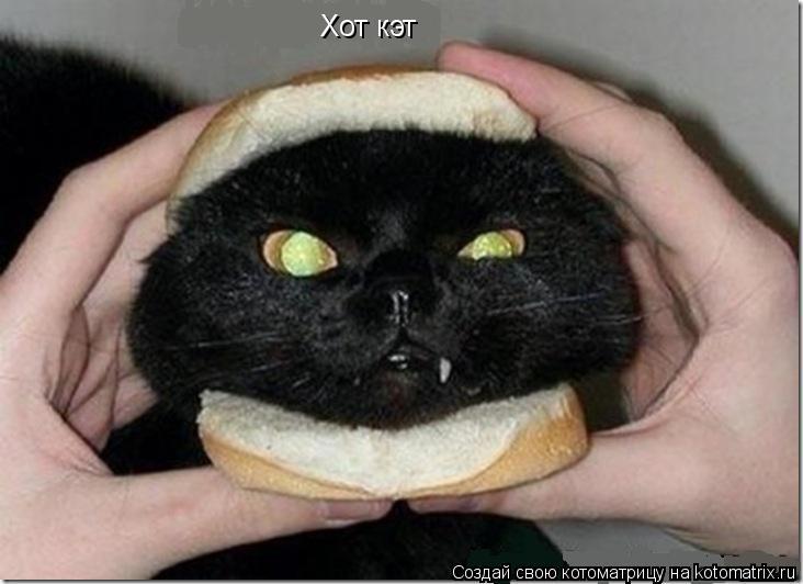 Хот кэт... Котоматрица: Хот кэт
