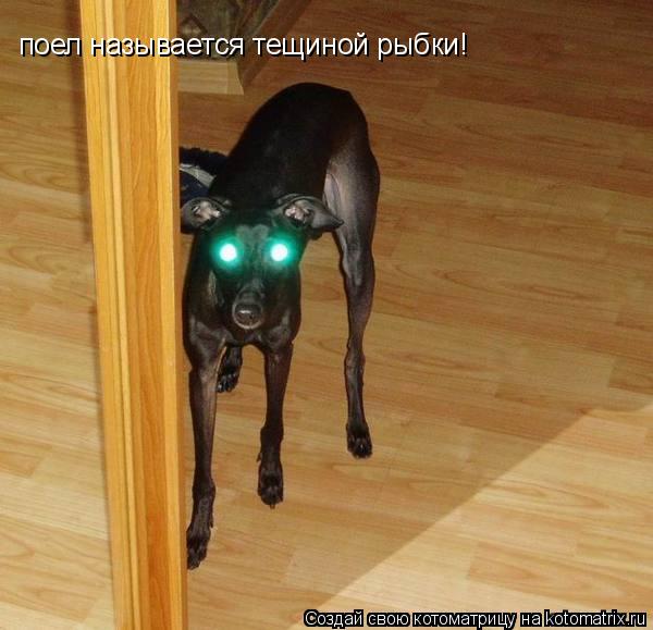 поел называется тещиной рыбки!... Котоматрица: поел называется тещиной рыбки!