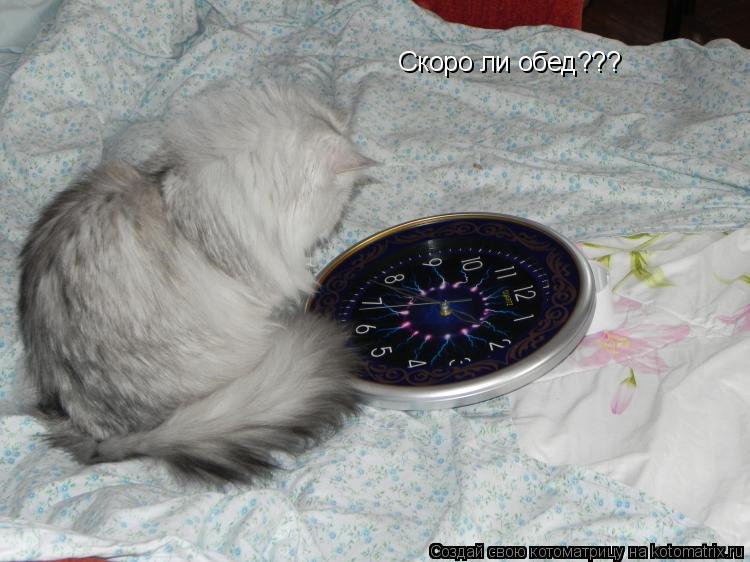 Скоро ли обед???... Котоматрица: Скоро ли обед???