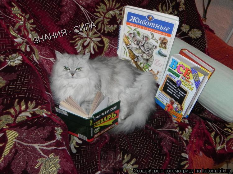 ЗНАНИЯ - СИЛА... Котоматрица: ЗНАНИЯ - СИЛА