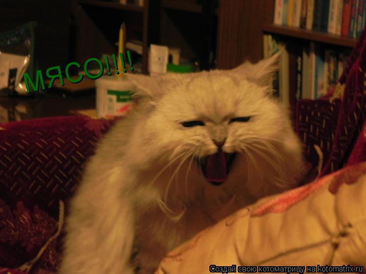 МЯСО!!!!... Котоматрица: МЯСО!!!!