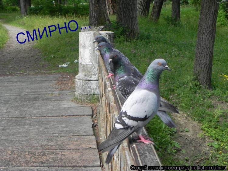 СМИРНО...... Котоматрица: СМИРНО...