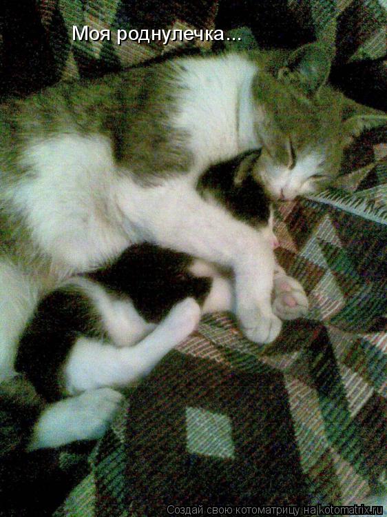 Моя роднулечка...... Котоматрица: Моя роднулечка...