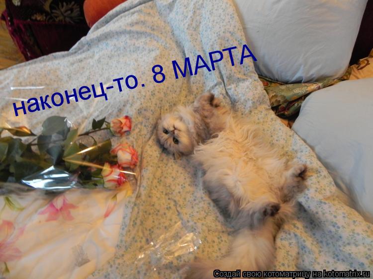 наконец-то. 8 МАРТА... Котоматрица: наконец-то. 8 МАРТА