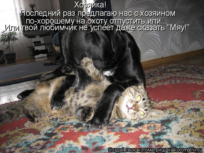 Хозяйка! Последний раз предлагаю нас с хозяином по-хорошему на охоту отпустить,или... Или твой любимч... Котоматрица: Хозяйка! Последний раз предлагаю нас с хозяином по-хорошему на охоту отпустить,или... Или твой любимчик не успеет даже сказать "Мяу!"