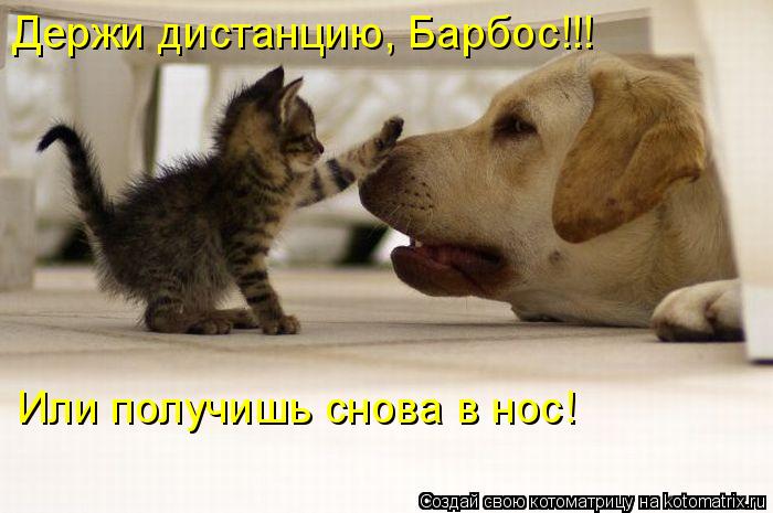 Держи дистанцию, Барбос!!! Или получишь снова в нос!... Котоматрица: Держи дистанцию, Барбос!!! Или получишь снова в нос!