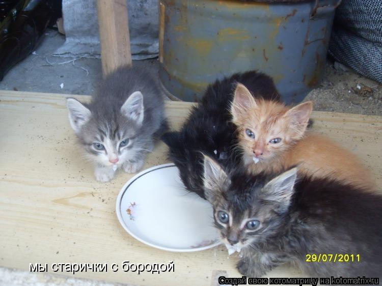 мы старички с бородой... Котоматрица: мы старички с бородой