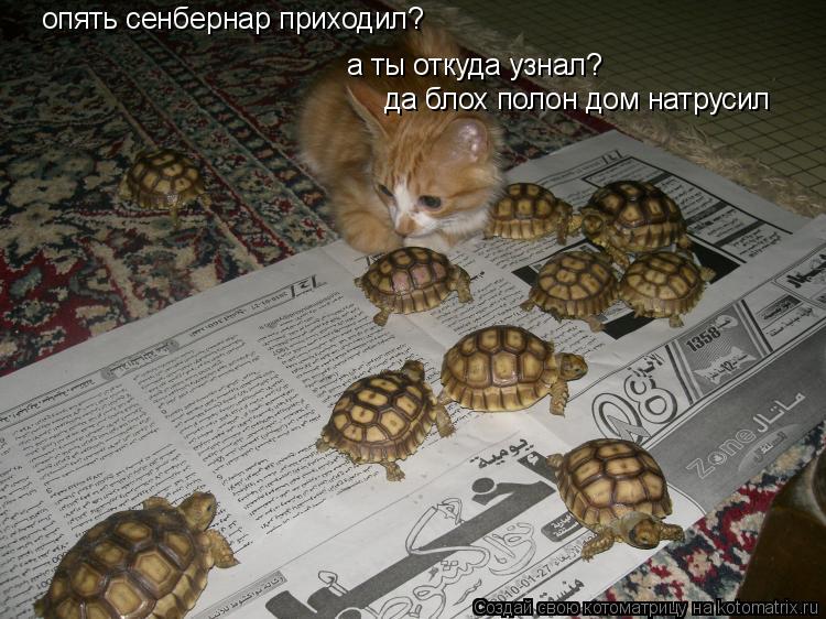 опять сенбернар приходил? а ты откуда узнал? да блох полон дом натрусил... Котоматрица: опять сенбернар приходил? а ты откуда узнал? да блох полон дом натрусил