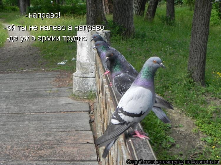 направо! эй ты не налево а направо - - -да уж в армии трудно... Котоматрица: направо! эй ты не налево а направо - - -да уж в армии трудно