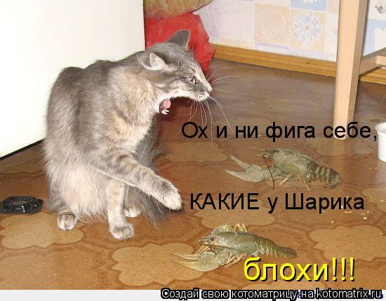 Ох и ни фига себе, КАКИЕ у Шарика блохи!!!... Котоматрица: Ох и ни фига себе, КАКИЕ у Шарика блохи!!!