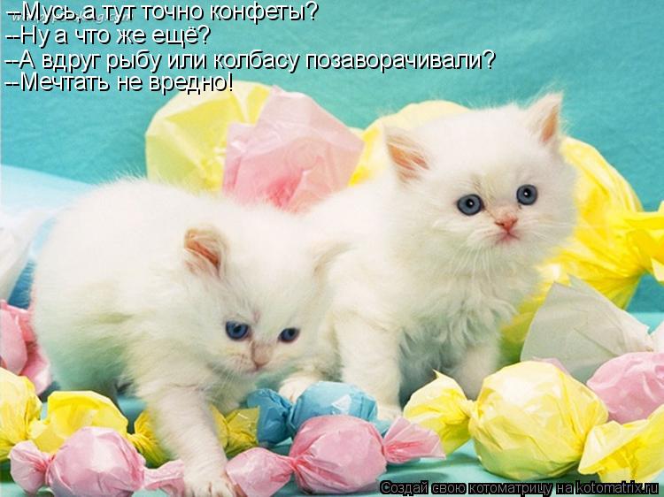 --Мусь,а тут точно конфеты? --Ну а что же ещё? --А вдруг рыбу или колбасу позаворачивали? --Мечтать н... Котоматрица: --Мусь,а тут точно конфеты? --Ну а что же ещё? --А вдруг рыбу или колбасу позаворачивали? --Мечтать не вредно!