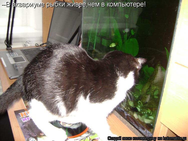 --В аквариуме рыбки живее,чем в компьютере!... Котоматрица: --В аквариуме рыбки живее,чем в компьютере!