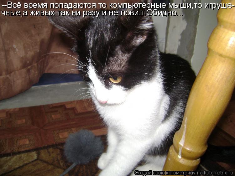--Всё время попадаются то компьютерные мыши,то игруше- чные,а живых так ни разу и не ловил!Обидно...... Котоматрица: --Всё время попадаются то компьютерные мыши,то игруше- чные,а живых так ни разу и не ловил!Обидно...