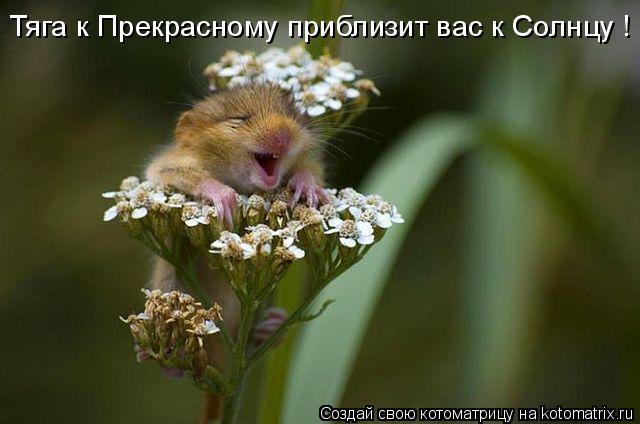 Тяга к Прекрасному приблизит вас к Солнцу !... Котоматрица: Тяга к Прекрасному приблизит вас к Солнцу !