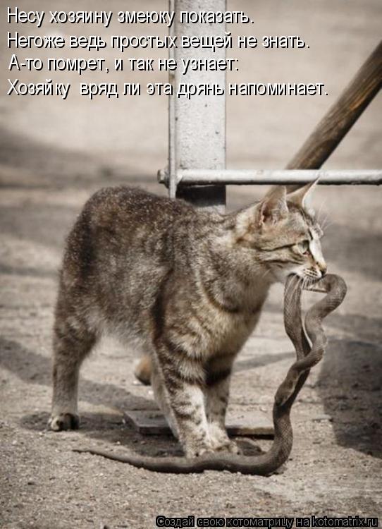 Котоматрица: Несу хозяину змеюку показать.  Негоже ведь простых вещей не знать.  А-то помрет, и так не узнает: Хозяйку  вряд ли эта дрянь напоминает.