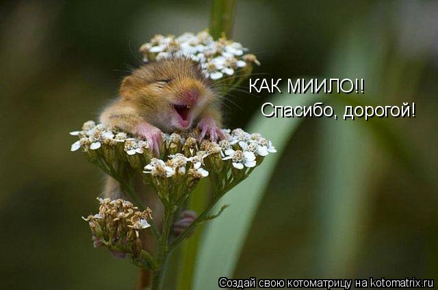 КАК МИИЛО!! Спасибо, дорогой!... Котоматрица: КАК МИИЛО!! Спасибо, дорогой!