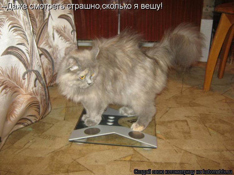 --Даже смотреть страшно,сколько я вешу!... Котоматрица: --Даже смотреть страшно,сколько я вешу!
