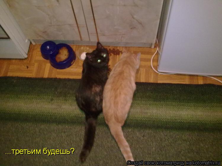 ...третьим будешь?... Котоматрица: ...третьим будешь?