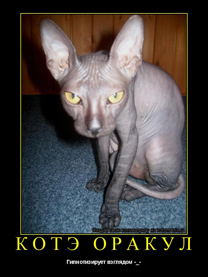 Котэ Оракул Гипнотизирует взглядом -_-... Котоматрица: Котэ Оракул Гипнотизирует взглядом -_-