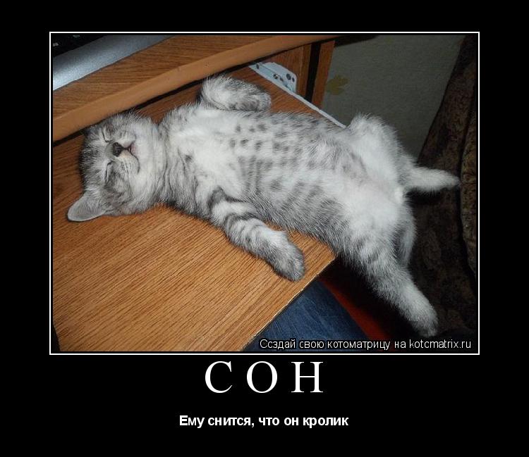 Сон Ему снится, что он кролик... Котоматрица: Сон Ему снится, что он кролик