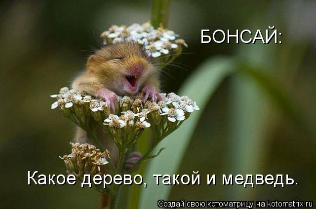 Котоматрица: БОНСАЙ: Какое дерево, такой и медведь.