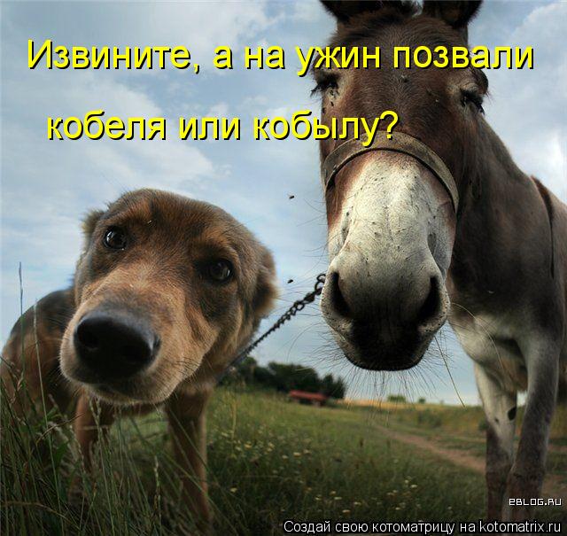 Котоматрица: Извините, а на ужин позвали кобеля или кобылу?