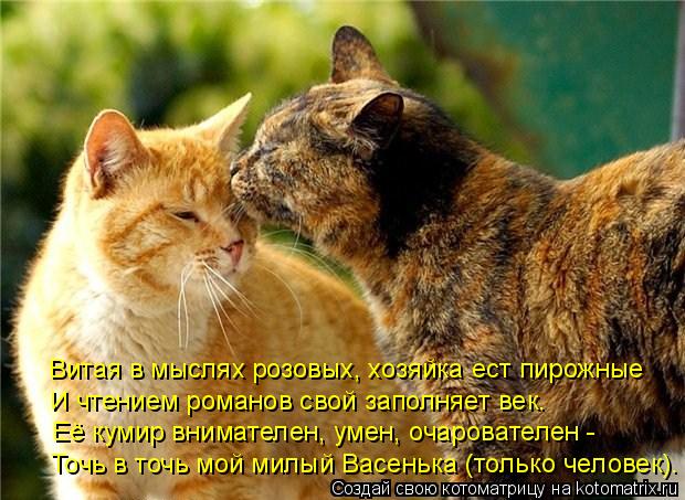 Её кумир внимателен, умен, очарователен - И чтением романов свой заполняет век. Витая в мыслях розовы... Котоматрица: Её кумир внимателен, умен, очарователен - И чтением романов свой заполняет век. Витая в мыслях розовых, хозяйка ест пирожные Точь в точь мой