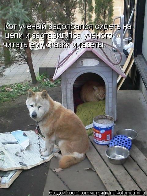 Кот учёный задолбался сидеть на цепи и заставил пса учёного читать ему сказки и газеты.... Котоматрица: Кот учёный задолбался сидеть на цепи и заставил пса учёного читать ему сказки и газеты.
