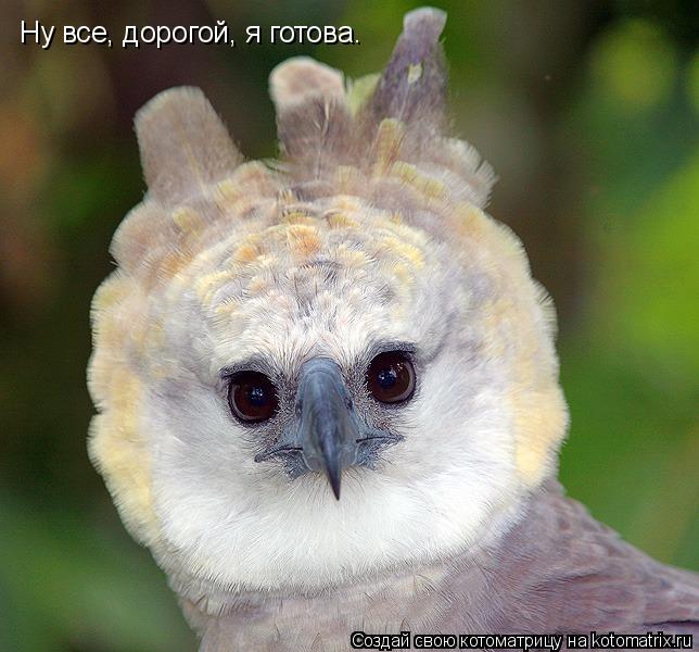 Ну все, дорогой, я готова.... Котоматрица: Ну все, дорогой, я готова.