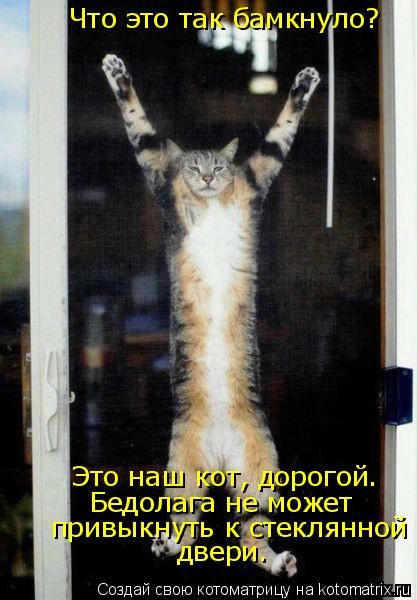 Что это так бамкнуло? Это наш кот, дорогой. Бедолага не может привыкнуть к стеклянной двери.... Котоматрица: Что это так бамкнуло? Это наш кот, дорогой. Бедолага не может привыкнуть к стеклянной двери.