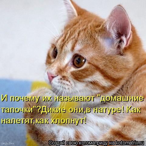 Котоматрица: И почему их называют "домашние налетят,как хлопнут! тапочки"?Дикие они,в натуре! Как