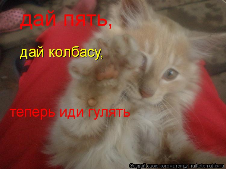 дай пять, теперь иди гулять дай колбасу,... Котоматрица: дай пять, теперь иди гулять дай колбасу,