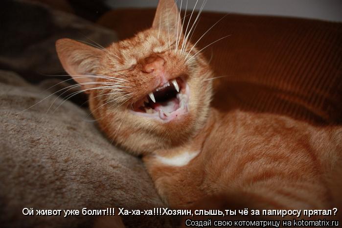 Ой живот уже болит!!! Ха-ха-ха!!!Хозяин,слышь,ты чё за папиросу прятал?... Котоматрица: Ой живот уже болит!!! Ха-ха-ха!!!Хозяин,слышь,ты чё за папиросу прятал?