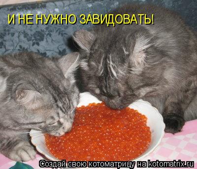 Котоматрица: И НЕ НУЖНО ЗАВИДОВАТЬ!