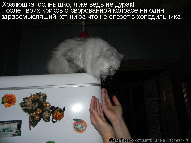 Котоматрица: Хозяюшка, солнышко, я же ведь не дурак! После твоих криков о сворованной колбасе ни один здравомыслящий кот ни за что не слезет с холодильни