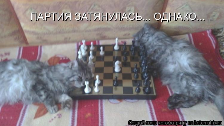 Котоматрица: ПАРТИЯ ЗАТЯНУЛАСЬ... ОДНАКО...