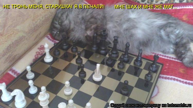Котоматрица: НЕ ТРОНЬ МЕНЯ, СТАРУШКА! Я В ПЕЧАЛИ! МНЕ ШАХ И МНЕ ЖЕ МАТ...
