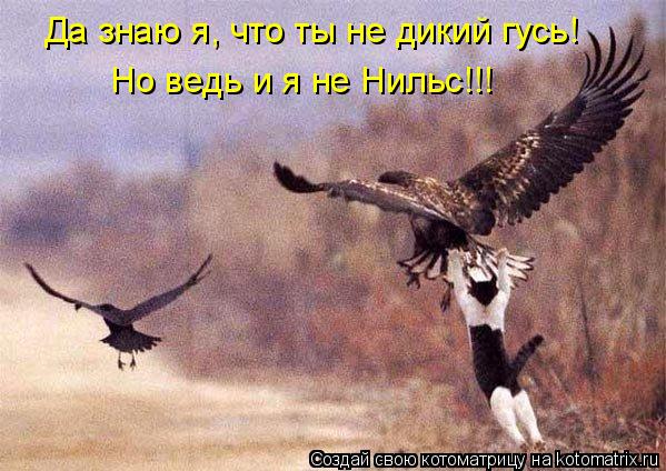 Котоматрица: Да знаю я, что ты не дикий гусь! Но ведь и я не Нильс!!!