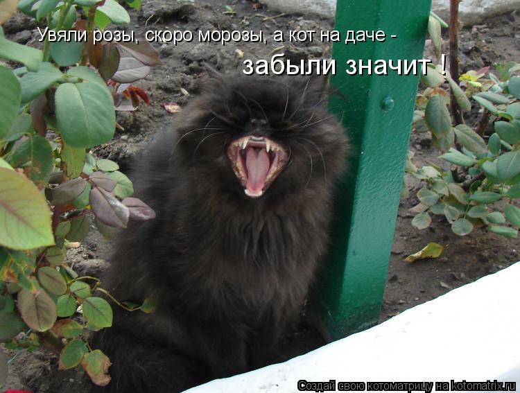 Котоматрица: Увяли розы, скоро морозы, а кот на даче -  забыли значит !