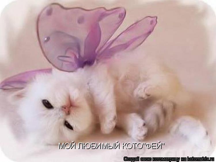МОЙ ЛЮБИМЫЙ КОТО"ФЕЙ"... Котоматрица: МОЙ ЛЮБИМЫЙ КОТО"ФЕЙ"